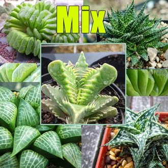 Seeds of succulents MIX. Succulent flowers mix kinds (~ 15 or 30 seeds)