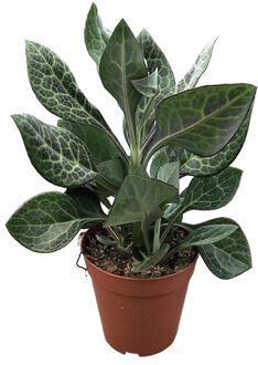 Senecio Kleinia Nyikensis - P 15 cm