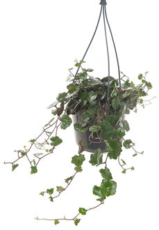 Senecio Mikanioides - P 15 cm