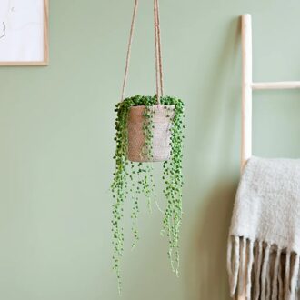 Senecio Rowleyanus - Erwtenplant - P12