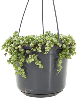 Senecio Rowleyanus variegata (bonte erwtenplant) - P12