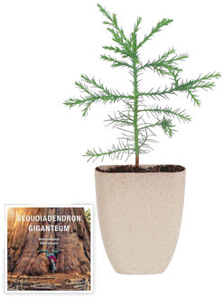 Sequoiadendron giganteum - Grootste boom ter wereld