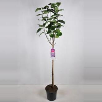 Sering op stam 85 cm (syringa vulgaris "Sensation")