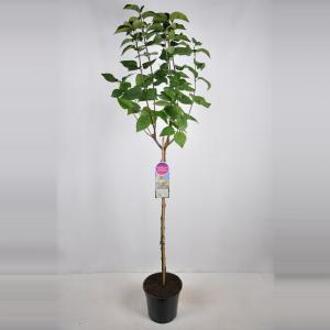 Sering op stam 85 cm (syringa vulgaris "Souv. d'Alice Harding")