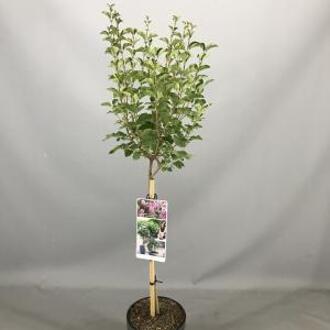 Sering op stam Flowerfesta Pink - 3 stuks