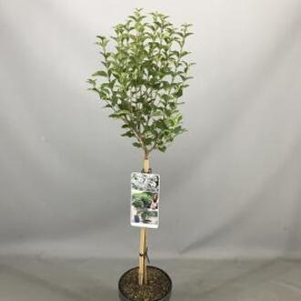 Sering op stam Flowerfesta White - 3 stuks