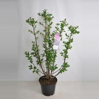 Sering (syringa villosae "Royalty") - 90-120 cm - 1 stuks