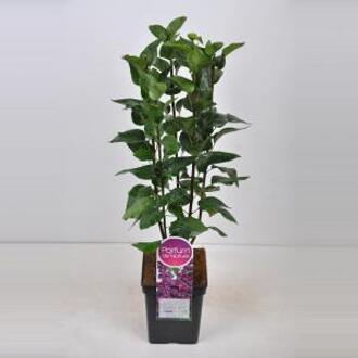 Sering (syringa vulgaris "Charles Joly") - 70-90 cm - 1 stuks