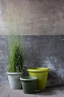 Serralunga 1825 SerraLunga Camelia