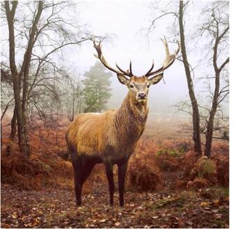 Servetten Deer at Dusk 33x33cm Bruin
