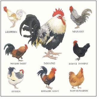 Servetten Farmyard Hens 33cm