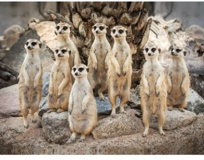 Set van 2x stuks placemat stokstaart 3D 40 cm - Action products