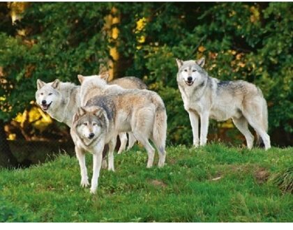 Set van 2x stuks placemats wolf/wolven 3D print 30 x 40 cm