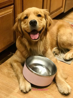 Seven color Stainless Steel bowl, Non-Slip Dog Bowl, Holds 32oz