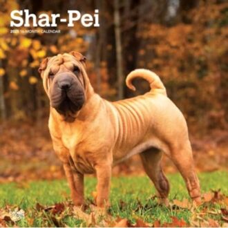 Shar Pei 2025 12 X 24 Inch Monthly Square Wall Calendar Plastic-Free - Browntrout