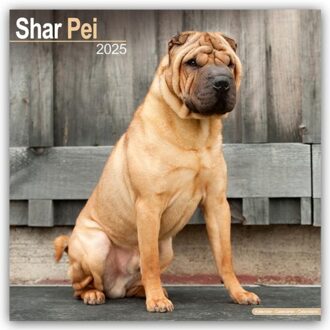 Shar Pei Calendar 2025 Square Dog Breed Wall Calendar - 16 Month - Browntrout Wandkalender - Avonside Publishing Ltd