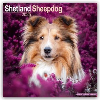 Shetland Sheepdog Calendar 2025 Square Dog Breed Wall Calendar - 16 Month - Browntrout Wandkalender - Avonside Publishing Ltd