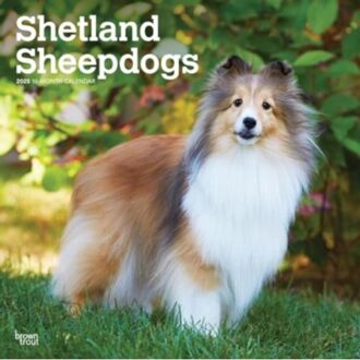 Shetland Sheepdogs 2025 12 X 24 Inch Monthly Square Wall Calendar Plastic-Free - Browntrout