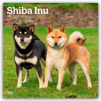 Shiba Inu 2026 Square Flap Calendar - Browntrout Wandkalender - Browntrout Publishers
