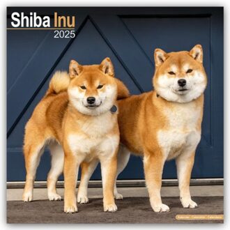 Shiba Inu Calendar 2025 Square Dog Breed Wall Calendar - 16 Month - Browntrout Wandkalender - Avonside Publishing Ltd