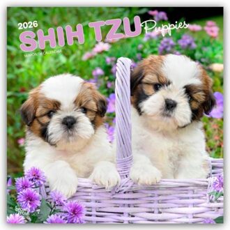 Shih Tzu Puppies - Shih Tzu Welpen 2026 - 16-Monatskalender - Browntrout Wandkalender - Browntrout Publishers