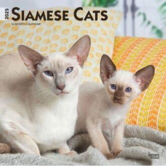 Siamese Cats 2025 12 X 24 Inch Monthly Square Wall Calendar Plastic-Free - Browntrout