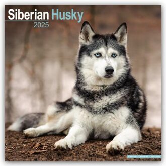 Siberian Husky Calendar 2025 Square Dog Breed Wall Calendar - 16 Month - Browntrout Wandkalender - Avonside Publishing Ltd