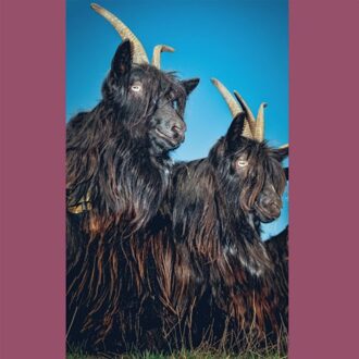 Silence Will Never Die - Martina Berther & Philipp Schlot