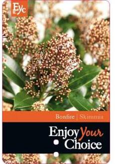 Skimmia (Skimmia Japonica “Bonfire”®) heester - 15-20 cm (P10,5) - 11 stuks