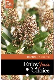 Skimmia (Skimmia Japonica “Bonfire”®) heester - 30-40 cm (C3) - 6 stuks