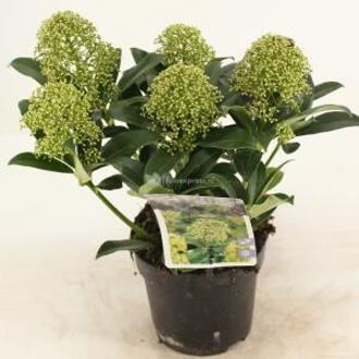 Skimmia (Skimmia Japonica “Fragrant Cloud”) heester - 20+ cm (P13) - 8 stuks