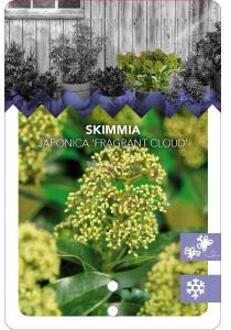 Skimmia (Skimmia Japonica “Fragrant Cloud”) heester - 25-30 cm (C10) - 5 stuks