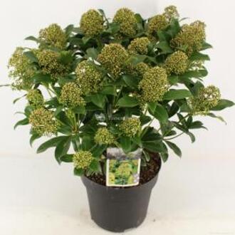 Skimmia (Skimmia Japonica “Fragrant Cloud”) heester - 40-50 cm (C7) - 7 stuks