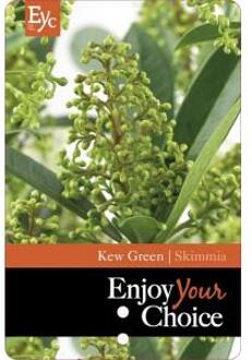 Skimmia (Skimmia Japonica “Kew Green”) heester - 30-40 cm - 6 stuks