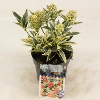 Skimmia (Skimmia Japonica “Magic Marlot”®) heester - 10-15 cm (P13) - 8 stuks