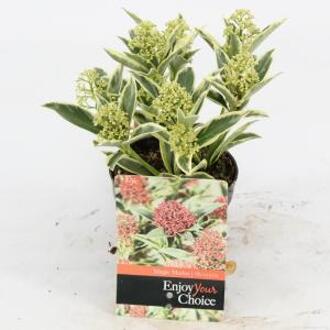 Skimmia (Skimmia Japonica “Magic Marlot”®) heester - 10-15 cm (P9,5) - 18 stuks