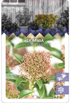 Skimmia (Skimmia Japonica “Marlot”) heester - 25-30 cm (C10) - 5 stuks