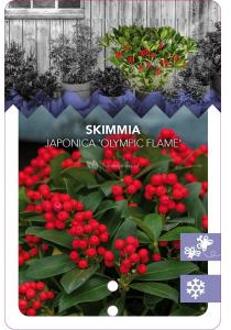 Skimmia (Skimmia Japonica “Olympic Flame”) heester - 20-25 cm (C2) - 6 stuks