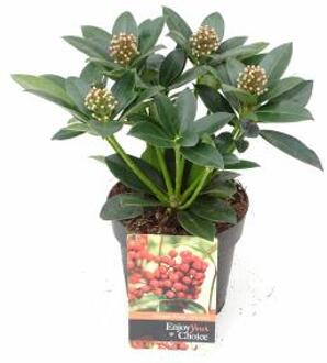 Skimmia (Skimmia Japonica “Olympic Flame”) heester - 20+ cm (P13) - 8 stuks