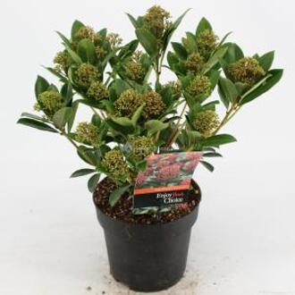 Skimmia (Skimmia Japonica “Pink Dwarf”®) heester - 20-25 cm (C2) - 6 stuks