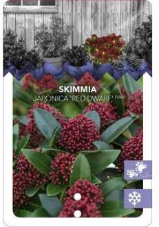 Skimmia (Skimmia Japonica “Red Dwarf”®) heester - 30-40 cm (C3) - 7 stuks