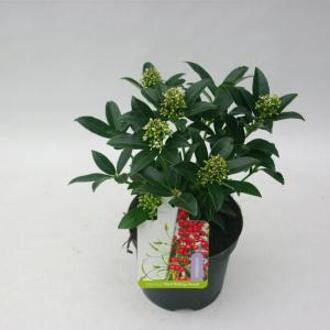 Skimmia (Skimmia Japonica “Red Riding Hood”) heester - 15-20 cm (P13) - 8 stuks