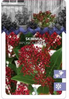 Skimmia (Skimmia Japonica “Rubella”) heester - 50-60 cm (C15) - 4 stuks