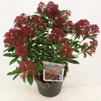 Skimmia (Skimmia Japonica “Rubesta”®) heester - 10-15 cm (P13) - 8 stuks