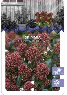 Skimmia (Skimmia Japonica “Rubesta”®) heester - 20-25 cm (P15) - 6 stuks