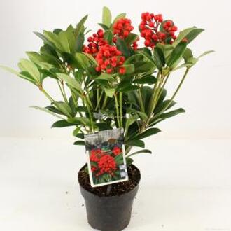 Skimmia (Skimmia Japonica “Temptation” PBR) heester - 20-25 cm (P15) - 6 stuks