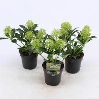 Skimmia (Skimmia Japonica “White Dwarf”®) heester - 15-20 cm (P9.5) - 18 stuks