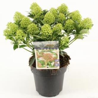 Skimmia (Skimmia Japonica “White Dwarf”®) heester - 20-25 cm (P15) - 6 stuks