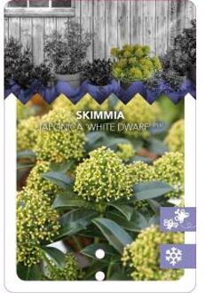 Skimmia (Skimmia Japonica “White Dwarf”®) heester - 30-40 cm (C4.5) - 9 stuks