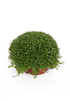 Slaapkamergeluk (Helxine soleirolii) P 11 cm